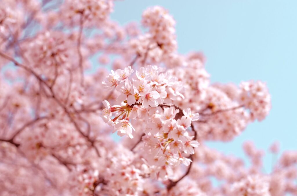 Cherry Blossom Images