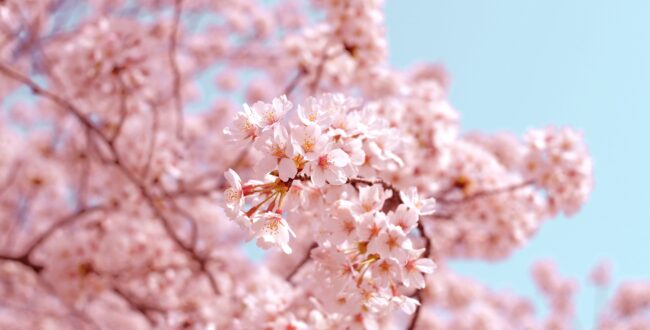 Cherry Blossom Images