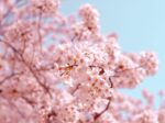 Cherry Blossom Images