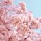 Cherry Blossom Images