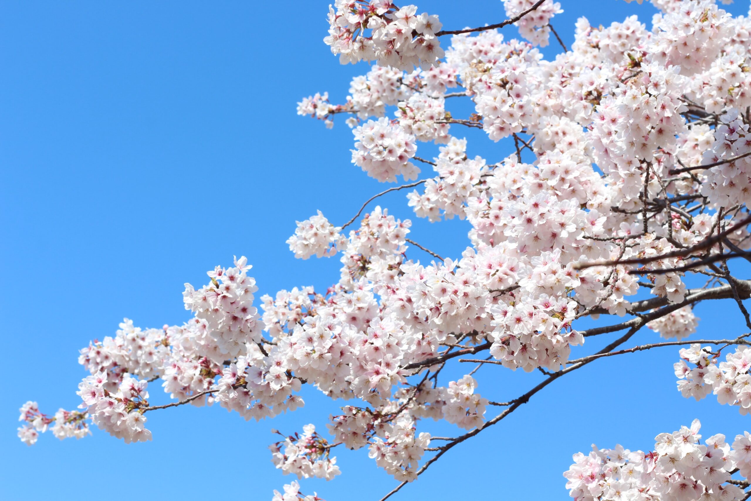 桜の画像